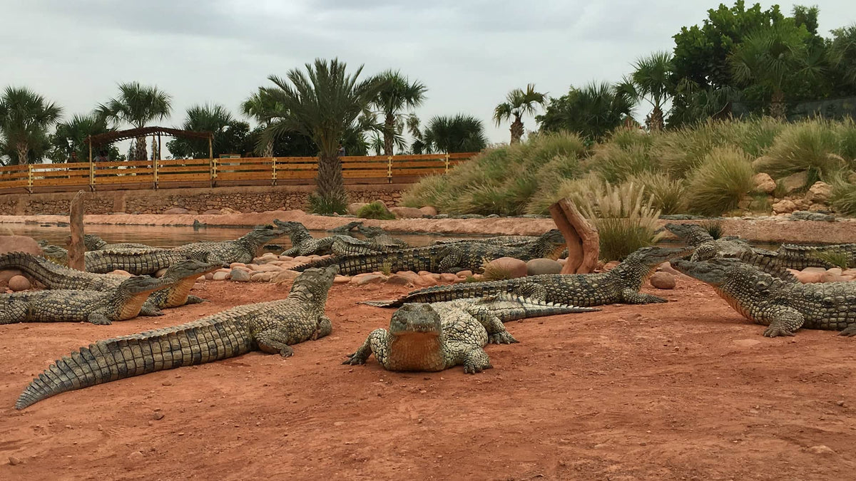 Crocodiles at Crocoparc Agadir — Camping Aourir, CC BY 2.0