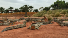 Crocodiles at Crocoparc Agadir — Camping Aourir, CC BY 2.0
